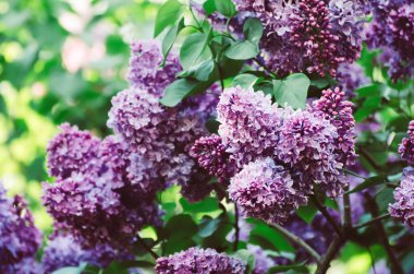 Bahar leylak çiçekleri