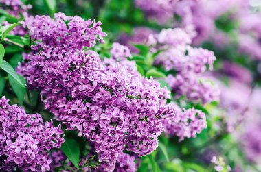 Bahar leylak çiçekleri