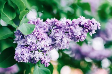 Bahar leylak çiçekleri