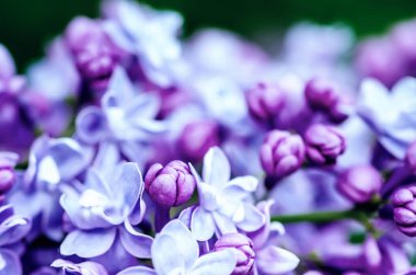 Leylak çiçekleri makro