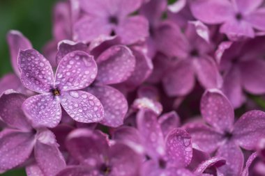 Leylak çiçekleri makro
