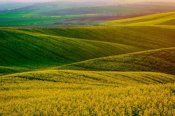Rapsgelb-grünes Feld im Frühling — Stockfoto