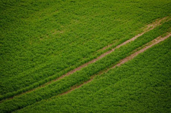 Green grass field background — Stock Photo, Image