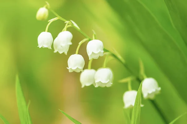 Lily van de vallei — Stockfoto