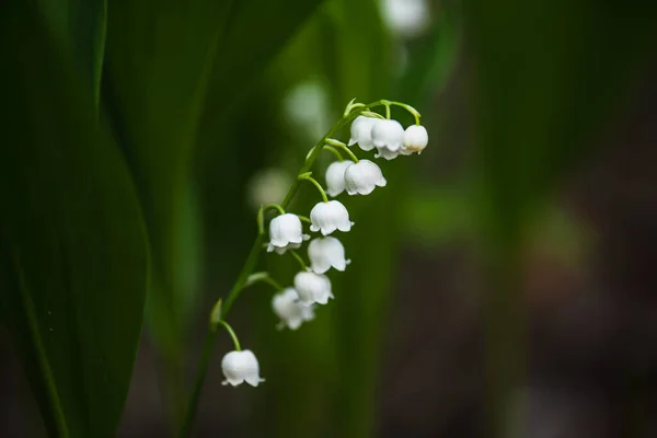 Lily do vale — Fotografia de Stock