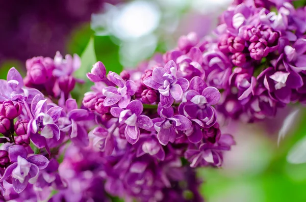 Primavera flores lila —  Fotos de Stock