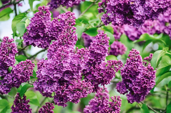 Fliederblüten im Frühling — Stockfoto