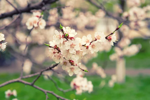 Apricot tree blossoms — Stock Photo, Image