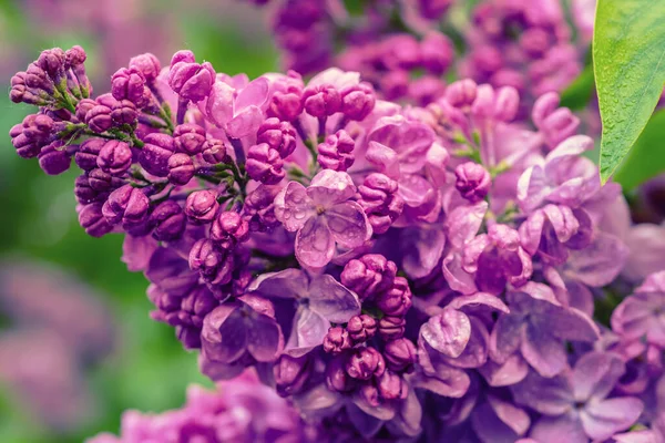 Spring lilac flowers — Stock Photo, Image