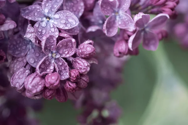 ライラックの花マクロ — ストック写真