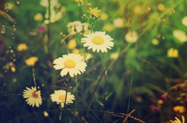 Vahşi papatya çiçekleri.