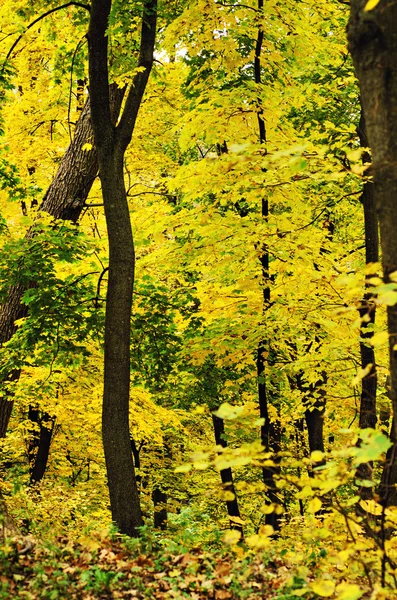 Золотой лес — стоковое фото