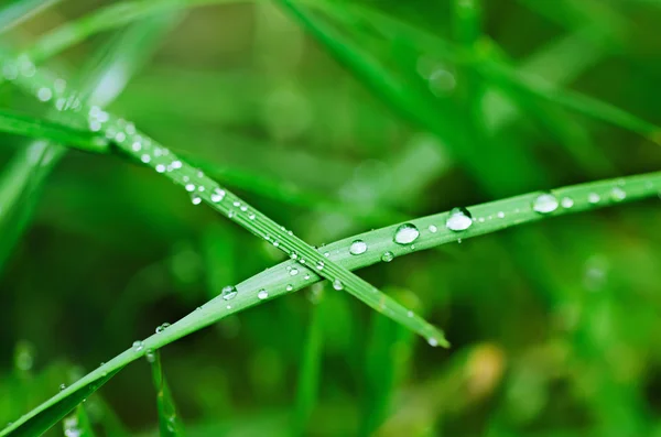 Des gouttelettes de rosée sur l'herbe — Photo