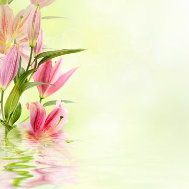 pembe lilyum arka plan