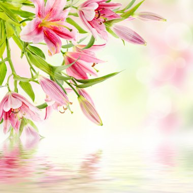pembe lilyum arka plan