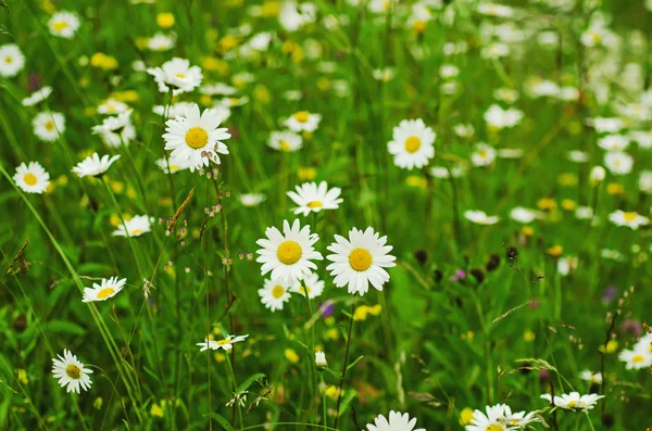 Wild camomile flowers — Stock Photo, Image