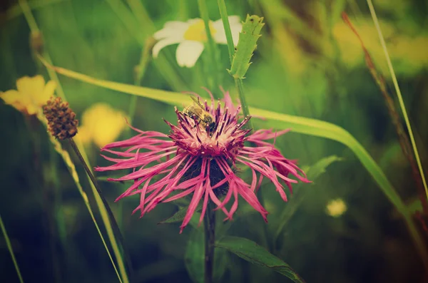 Cornflower with bee — Stock Photo, Image