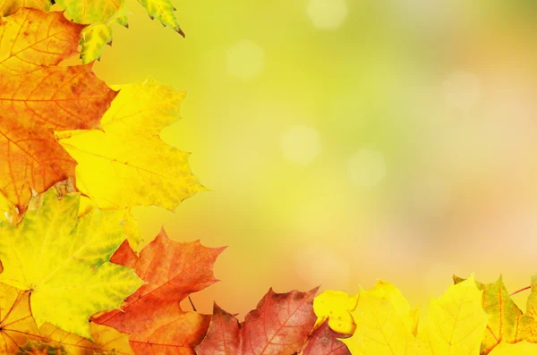 Foglie d'autunno telaio — Foto Stock