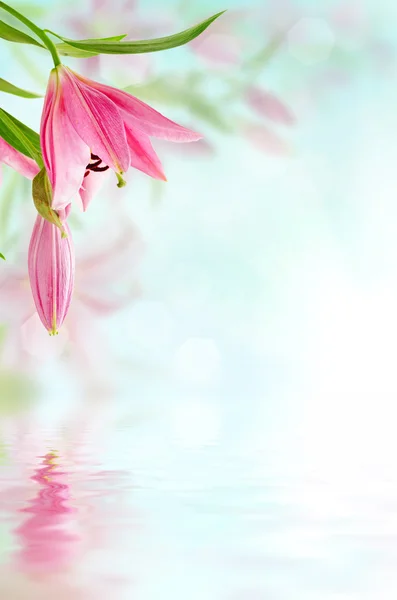 Розовые лилии — стоковое фото