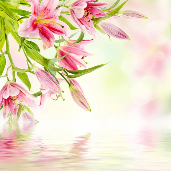 Pink lilies background — Stock Photo, Image