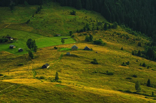 Carpathian mountain landscape with tree — Stock Photo, Image