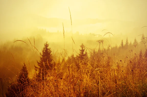 Foggy morning  landscape — Stock Photo, Image