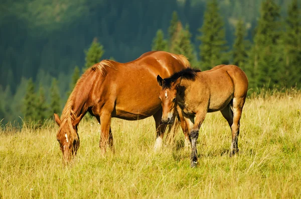 Caballos de la bahía pastan en las montañas —  Fotos de Stock