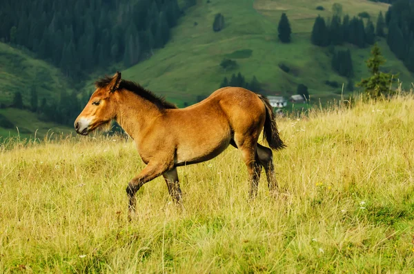 Funny foal — Stock Photo, Image