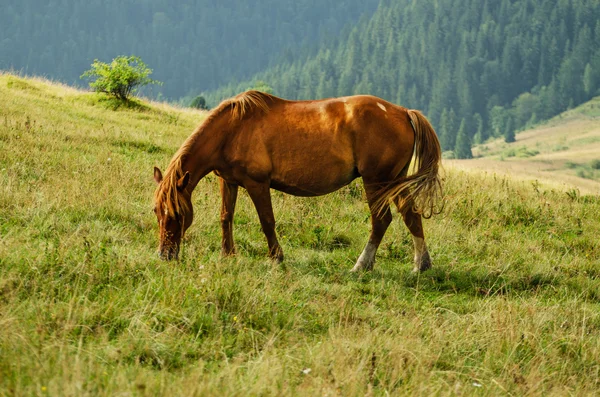 Bay horse grazes in the mountains — Stock Photo, Image