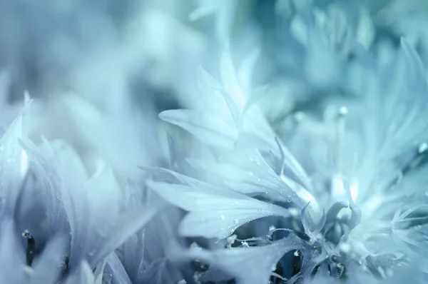 Kornblume defokussiert Hintergrund — Stockfoto