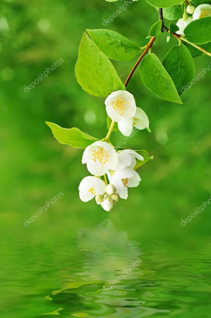 Flor de jazmín: fotografía de stock © Roxana #52342975 | Depositphotos
