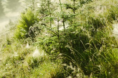 Köknar ağaçları ile web