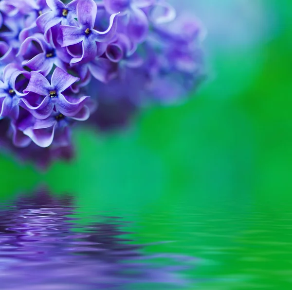 ライラックの花の背景 — ストック写真