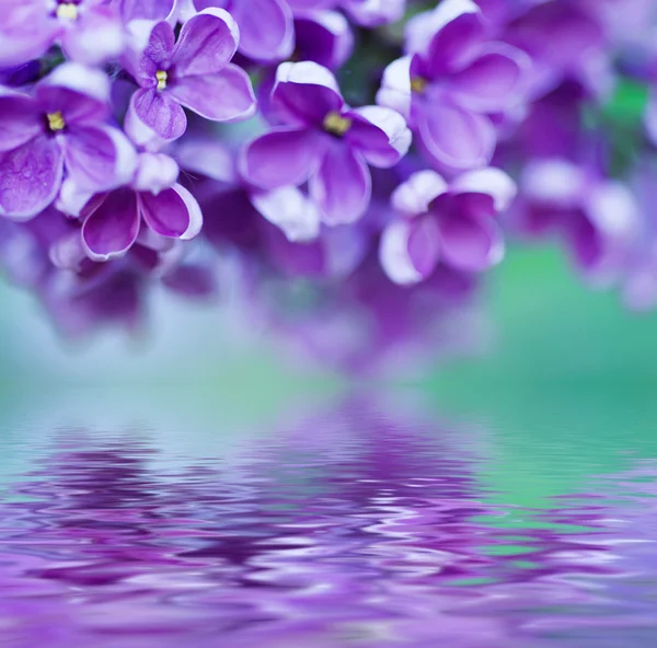 Fotos de Flores lilás, Imagens de Flores lilás sem royalties | Depositphotos