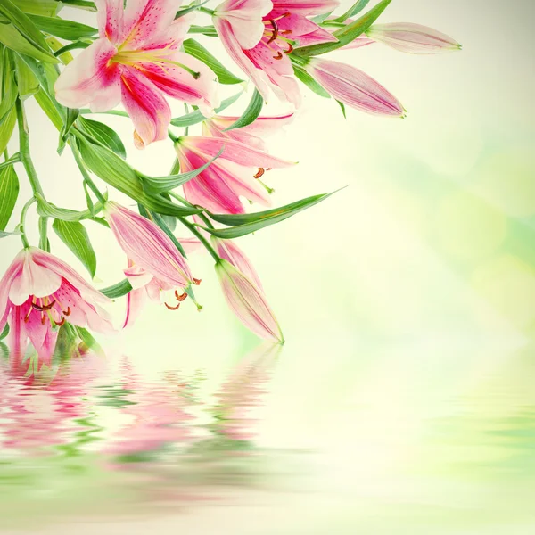 粉红色的百合花背景 — 图库照片