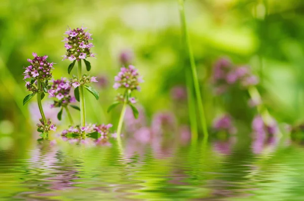 Thymus bloemen — Stockfoto