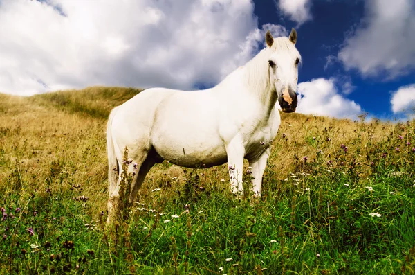 Des chevaux blancs paissent dans les montagnes — Photo