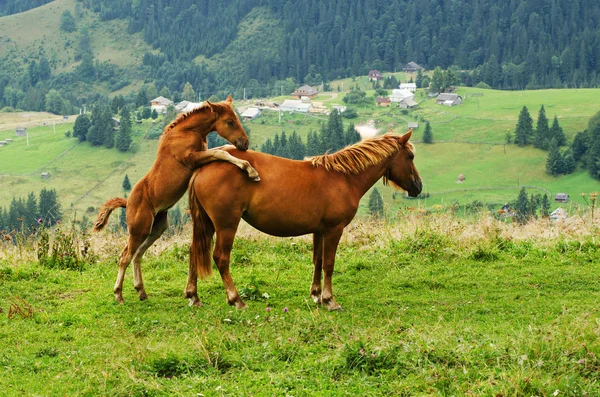 Bay horses playing in the mountains — Stock Photo, Image