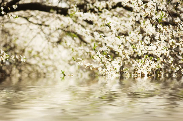 Fiori di prugna — Foto Stock