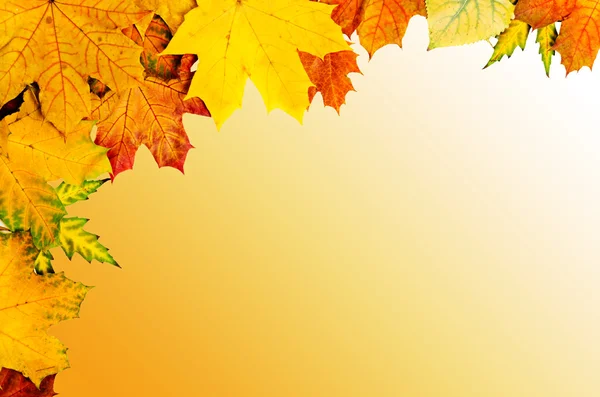 Foglie d'autunno telaio — Foto Stock