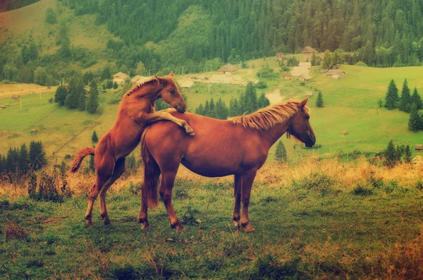 Caballos de bahía jugando en las montañas —  Fotos de Stock