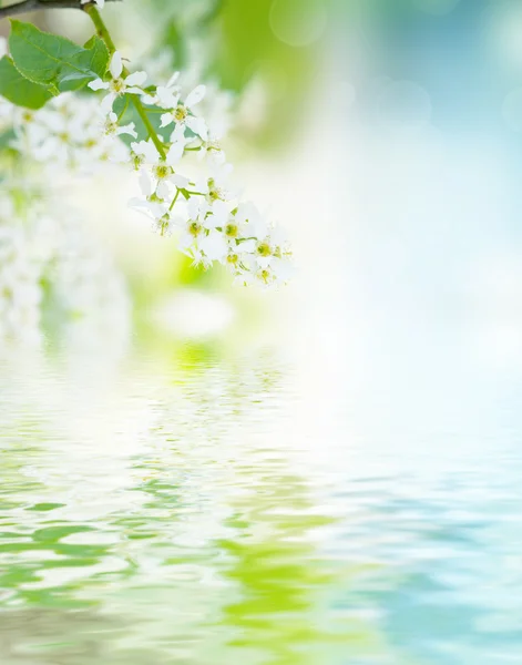 Bird-cherry tree flowers — Stock Photo, Image