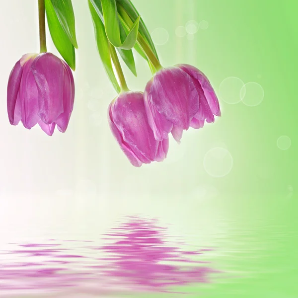 Tulipa flores fundo — Fotografia de Stock