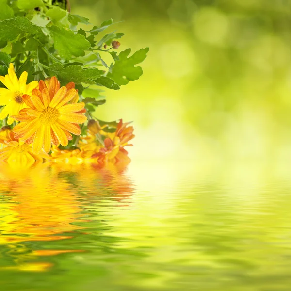 Chrysanthemum floral background — Stock Photo, Image