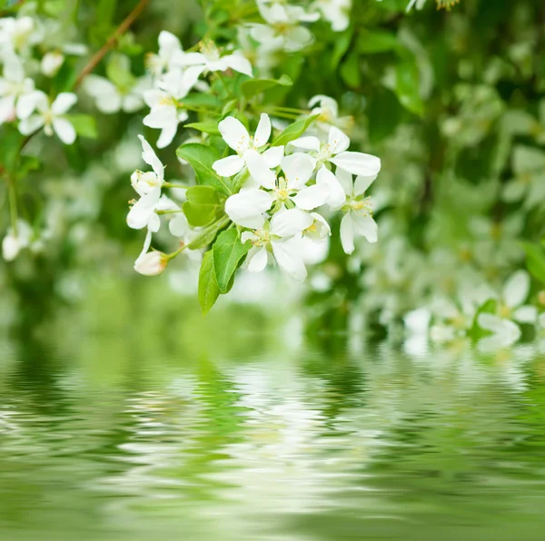 Apfelbaumblüte — Stockfoto