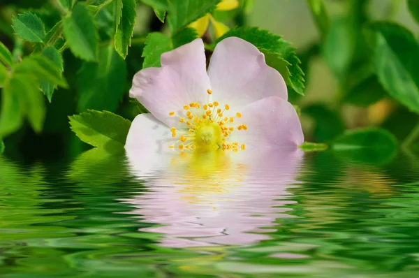Blommor av nypon — Stockfoto