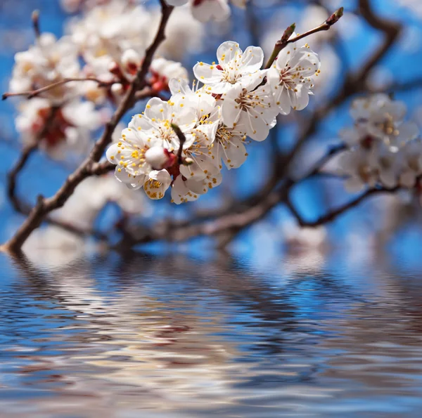 봄 배경 — 스톡 사진