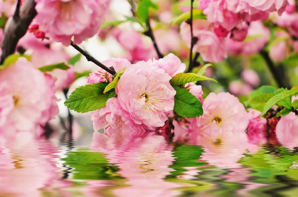 Blossoming of sakura flowers — Stock Photo, Image