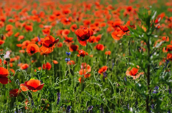 Amapola en un campo — Foto de Stock