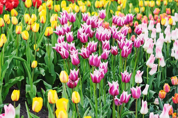 Multicolored tulips — Stock Photo, Image